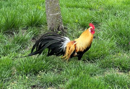 Golden Phoenix Bantam photo credit Jo Ann AllenShady Pines Acres Farm.