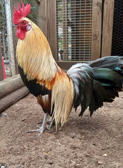 Golden Phoenix Bantam photo credit Jo Ann AllenShady Pines Acres Farm.