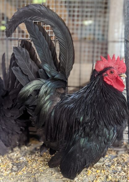 Black Japanese Bantam