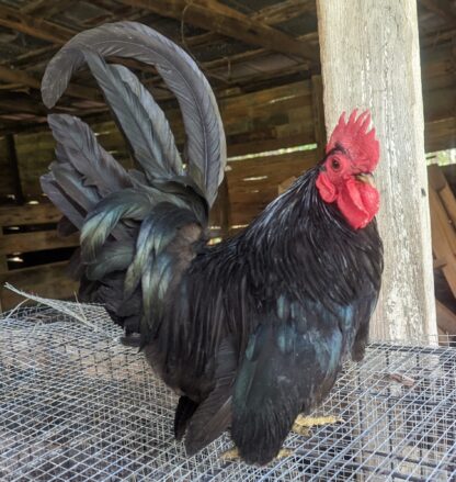 Black Japanese Bantam