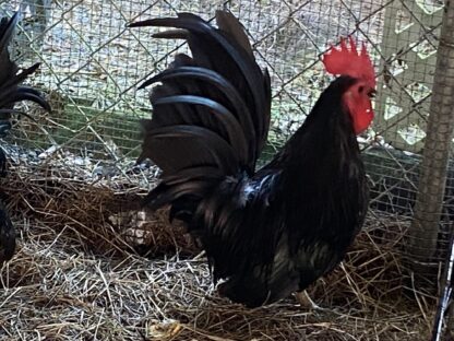 Black Japanese Bantam