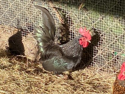 Black Japanese Bantam