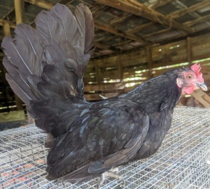 Black Japanese Bantam