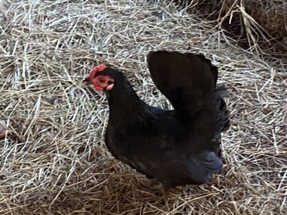 Black Japanese Bantam