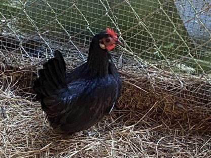 Black Japanese Bantam