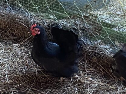 Black Japanese Bantam