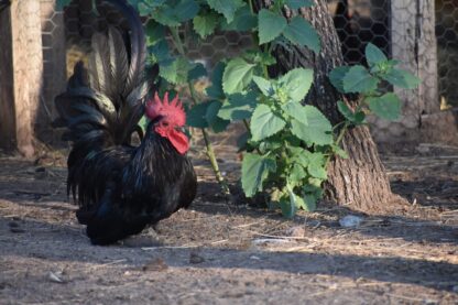 Black Japanese Bantam