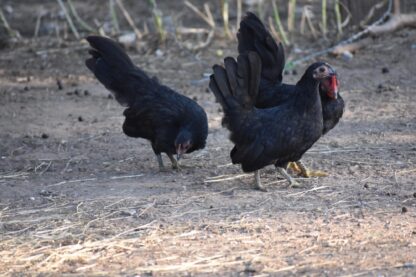 Black Japanese Bantam