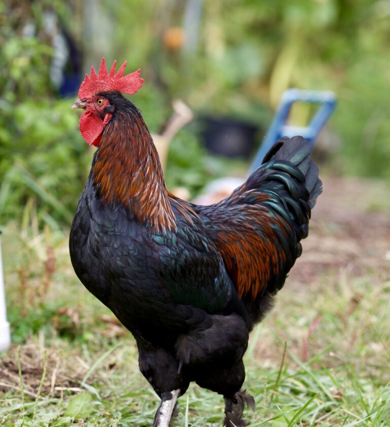 French Black Copper Marans Chicken Breeds | Cackle Hatchery®