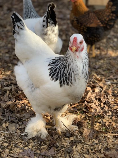 Hoover's Hatchery Live Light Brahma Chickens, 10 ct. at Tractor
