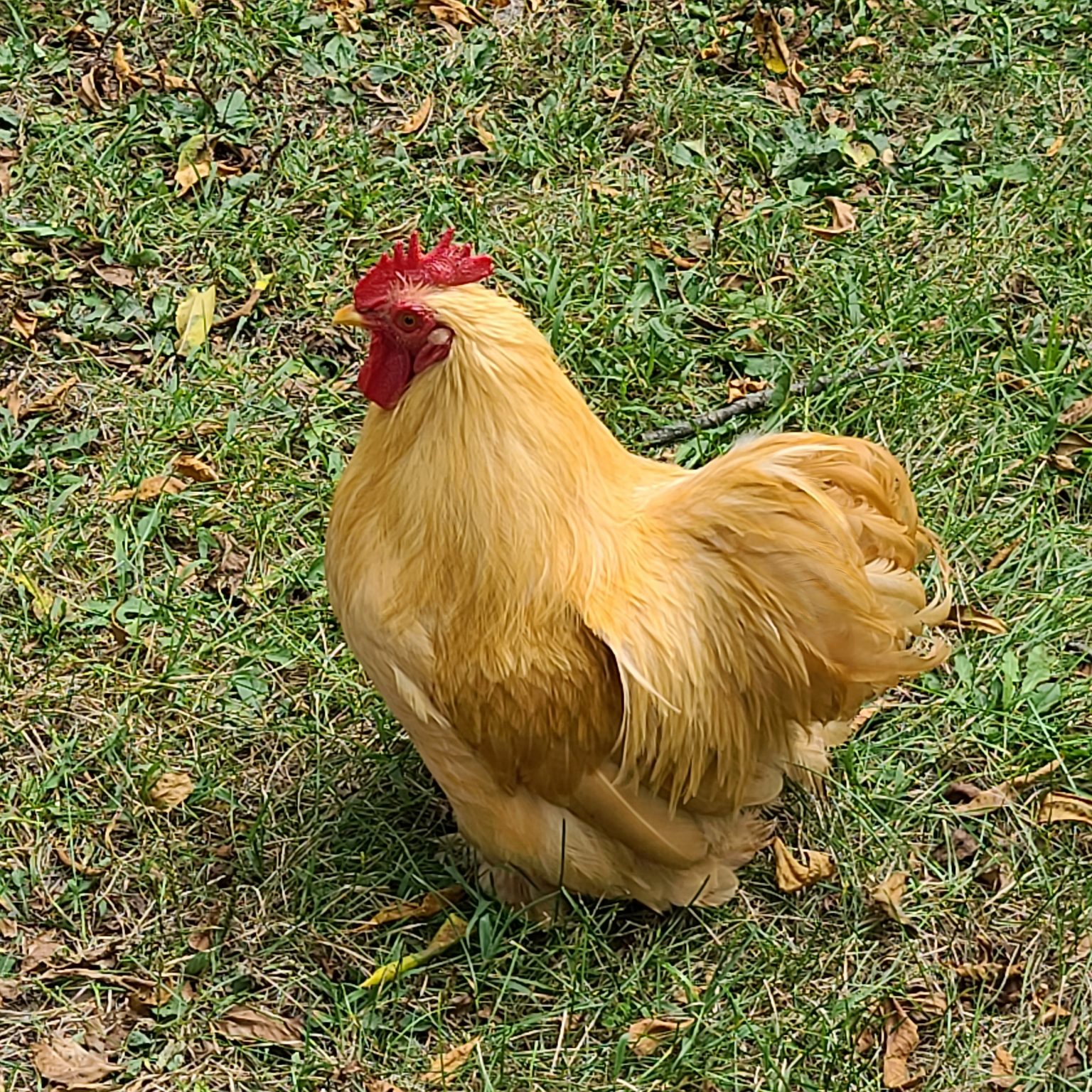 Buff Cochin Bantam - Bantam Chicks for Sale | Cackle Hatchery®