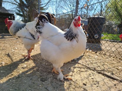 Giant Light Brahma roosters and hens - farm & garden - by owner