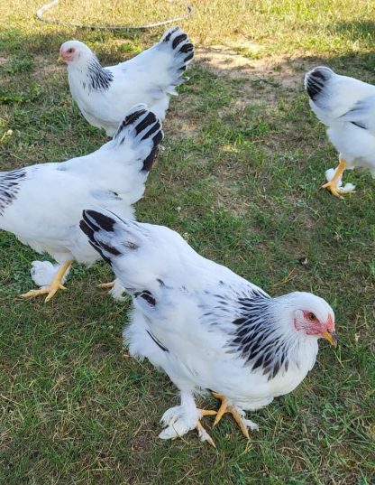Hoover's Hatchery Live Light Brahma Chickens, 10 ct. at Tractor