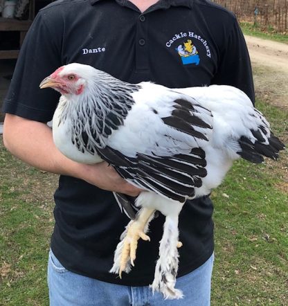Giant Light Brahma roosters and hens - farm & garden - by owner