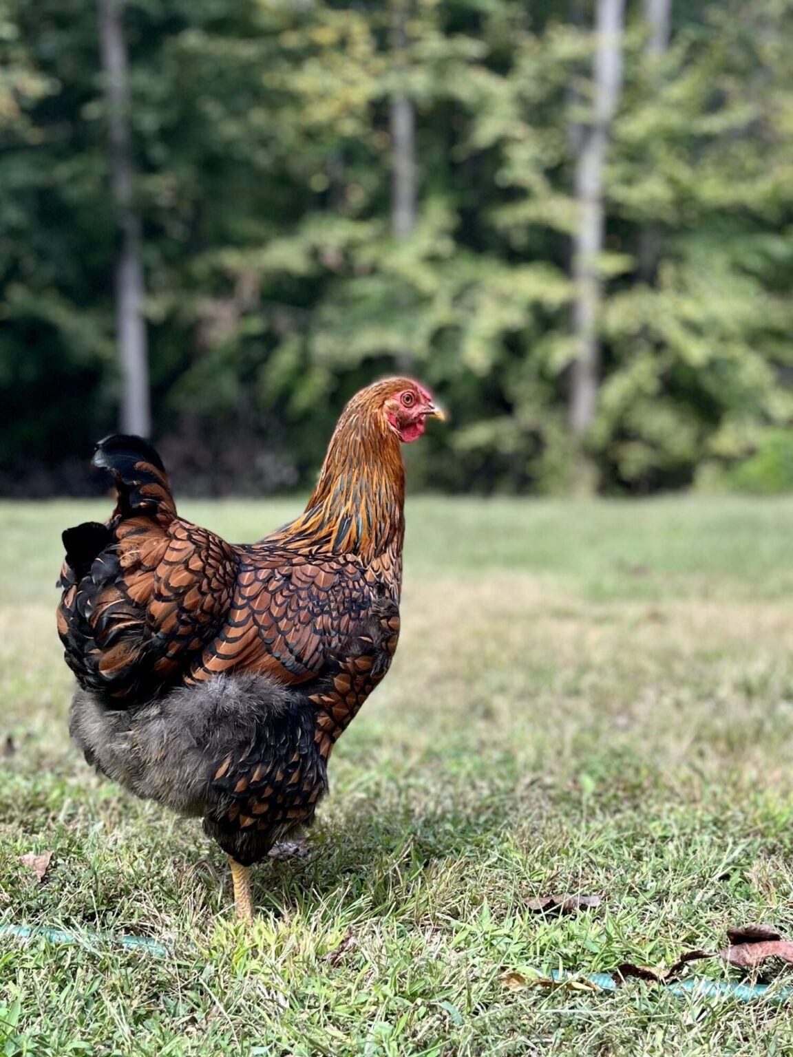 Black Laced Golden Wyandotte Baby Chicks For Sale | Cackle Hatchery®