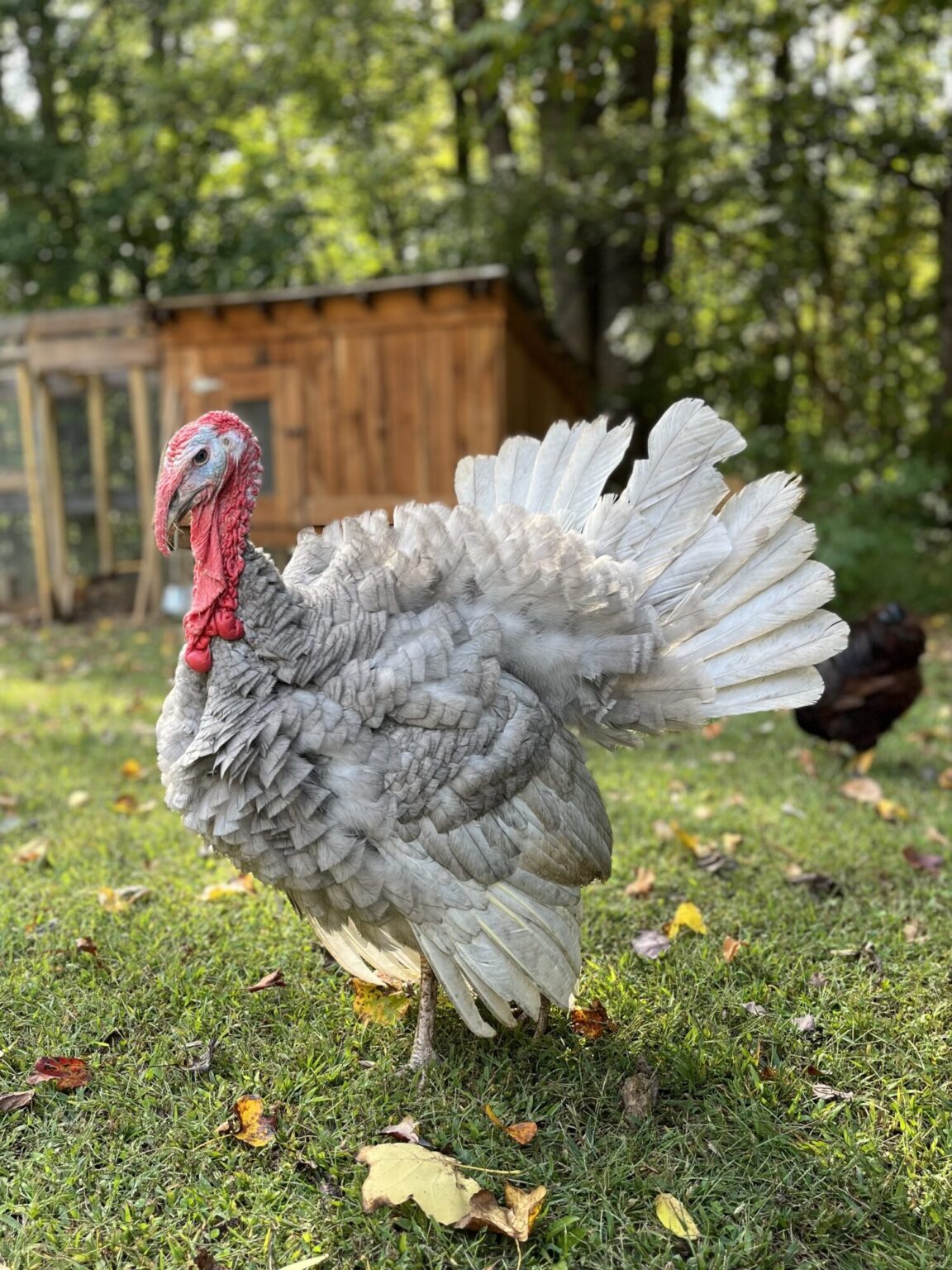 Blue Slate Turkey - Turkey Poults for Sale | Cackle Hatchery®