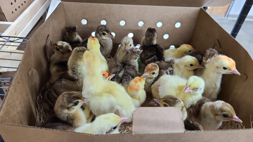 Peafowl for Sale - Assorted Peafowl Chicks | Cackle Hatchery®