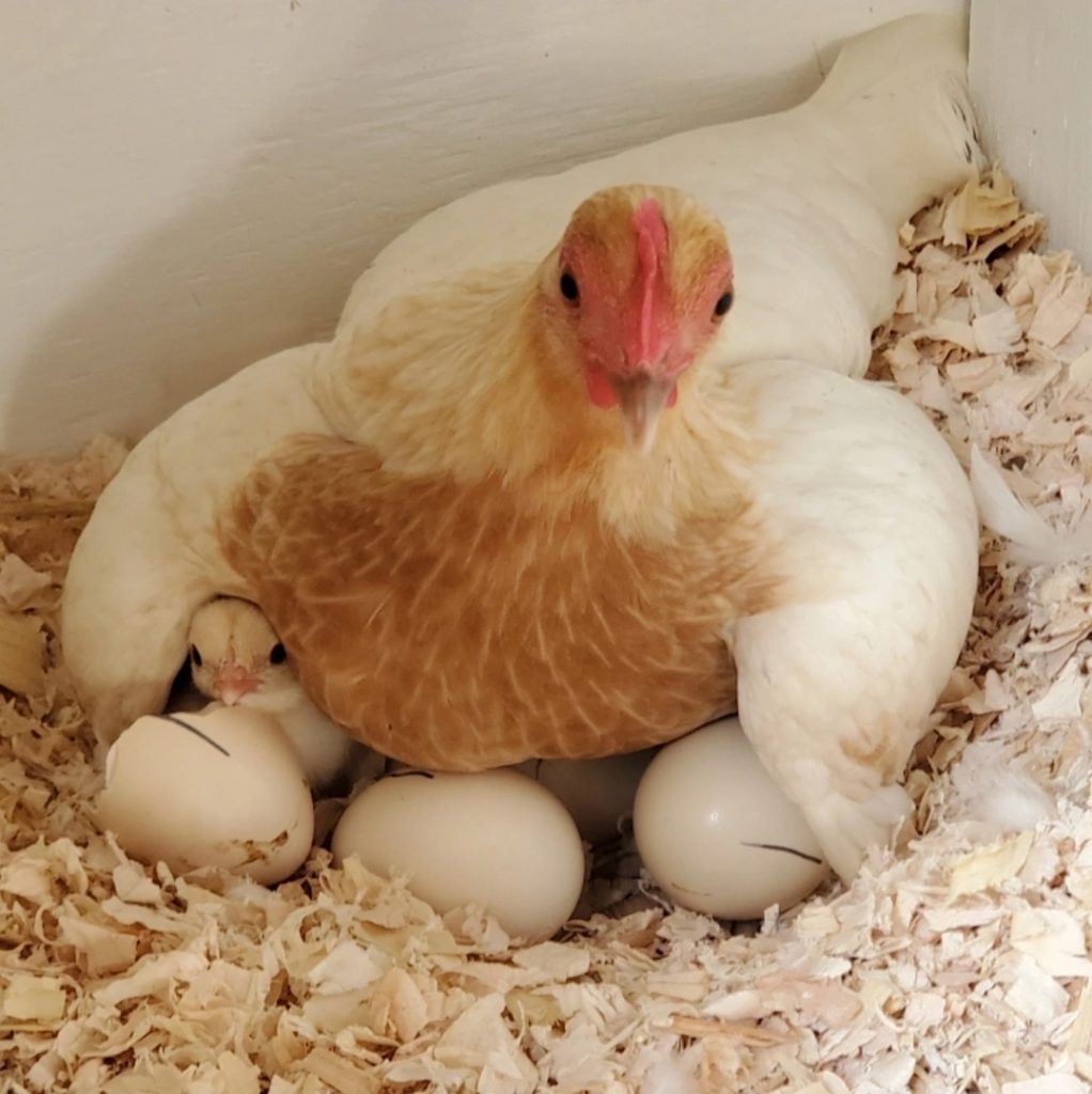 Red Pyle Old English Bantam Chicks | Cackle Hatchery®