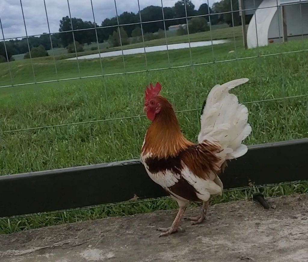 Red Pyle Old English Bantam Chicks | Cackle Hatchery®