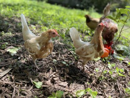 Red Pyle Old English Bantam