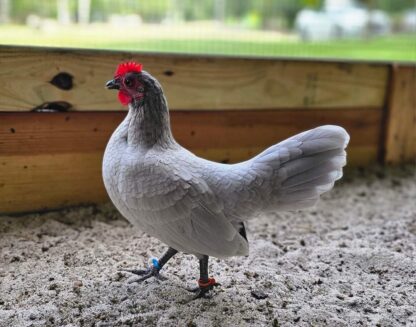 Self Blue Old English Bantam