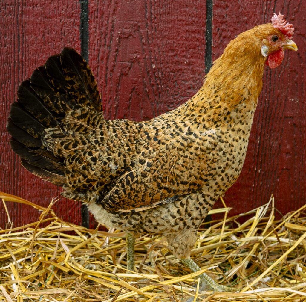 Sicilian Buttercup Chickens for Sale | Cackle Hatchery®