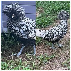 Silver Laced Polish Chicken - Baby Chicks for Sale | Cackle Hatchery®