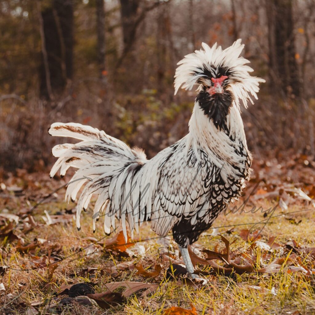 Silver Laced Polish Chicken - Baby Chicks for Sale | Cackle Hatchery®