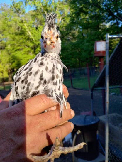 Silver Spangled Spitzhauben