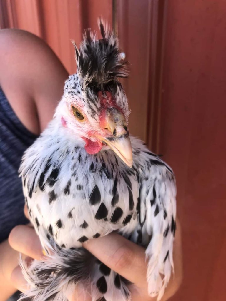 Silver Spangled Appenzeller Spitzhauben Chickens | Cackle Hatchery®