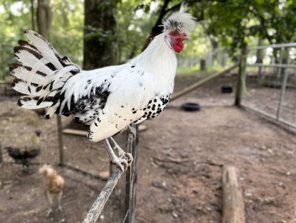 Appenzeller Spitzhauben, rooster decor, chicken ornament, chicken decor,  chicken coop signs, chickens, backyard chickens, chicken wood sign