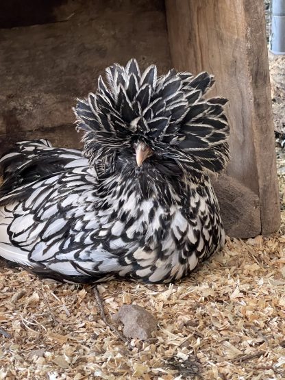 Silver Laced Polish Chicks For Sale - Valley Hatchery