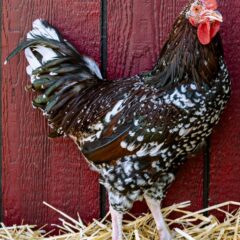 Speckled Sussex Rooster