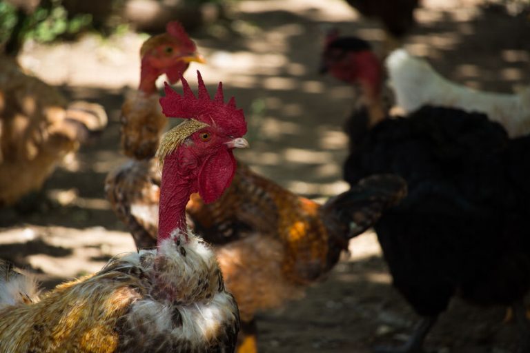 Turken Naked Neck Chicks For Sale Cackle Hatchery