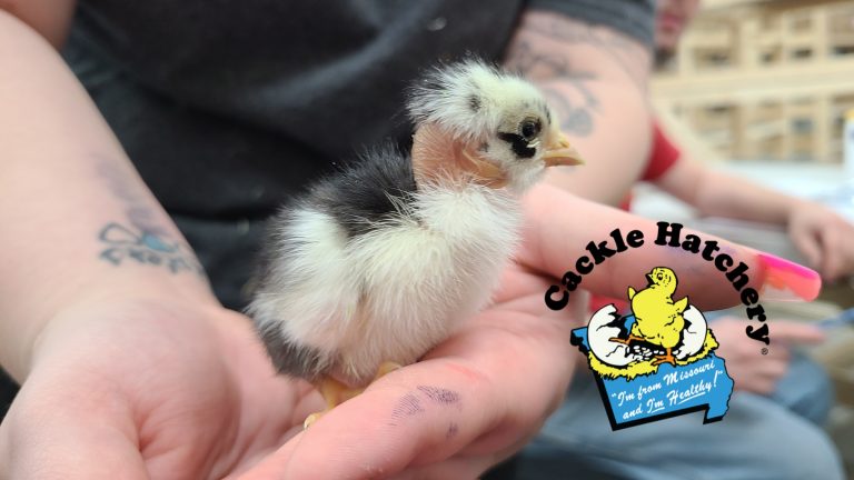 Turken Naked Neck Chicks For Sale Cackle Hatchery