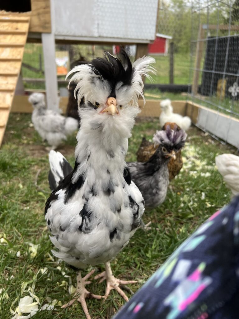 Mottled Houdan Chickens - Chicks For Sale 