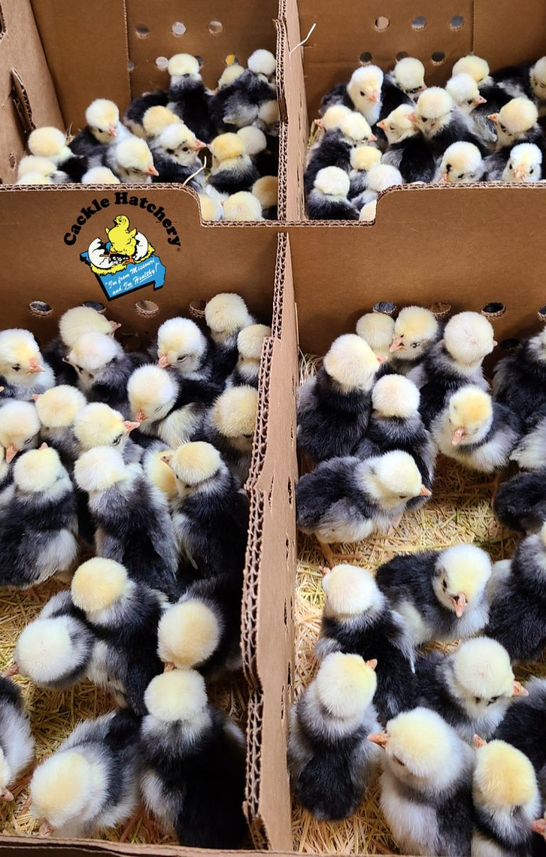 White Crested Black Polish Chickens - White Egg Layers | Cackle Hatchery®