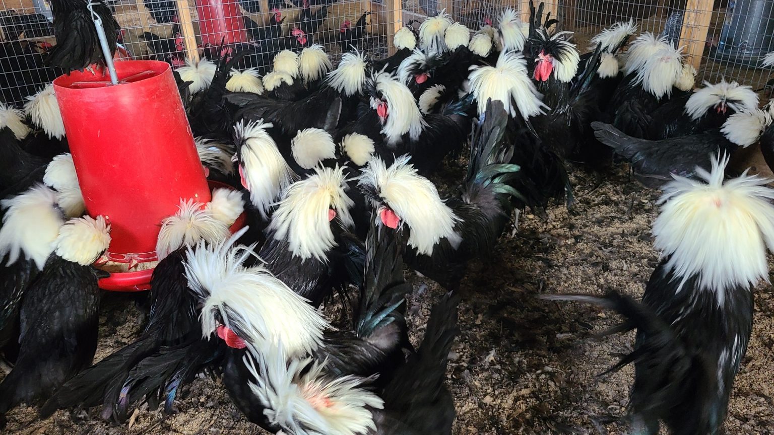 White Crested Black Polish Chickens - White Egg Layers | Cackle Hatchery®