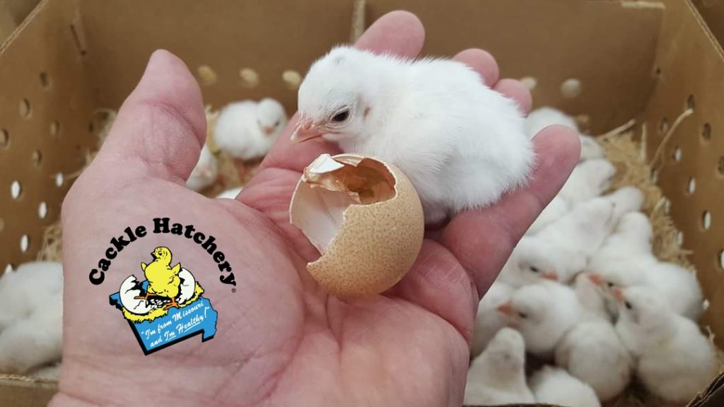 White African Guinea Fowl For Sale | Cackle Hatchery®