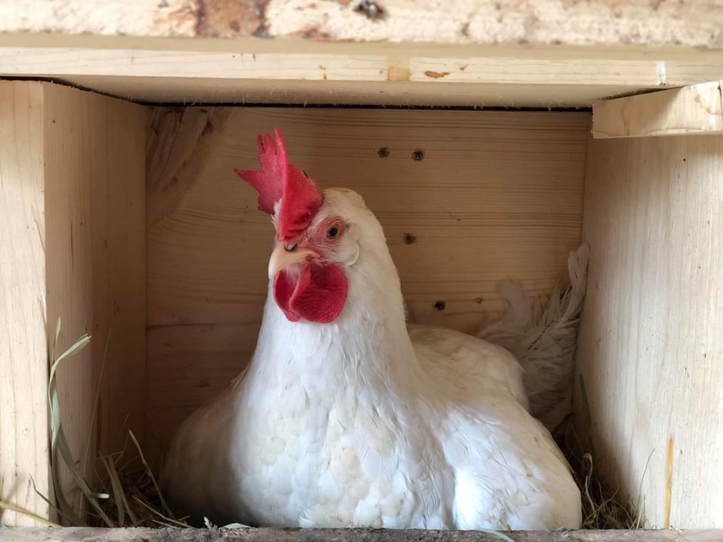 White Leghorn Chickens - Baby Chicks for Sale | Cackle Hatchery®