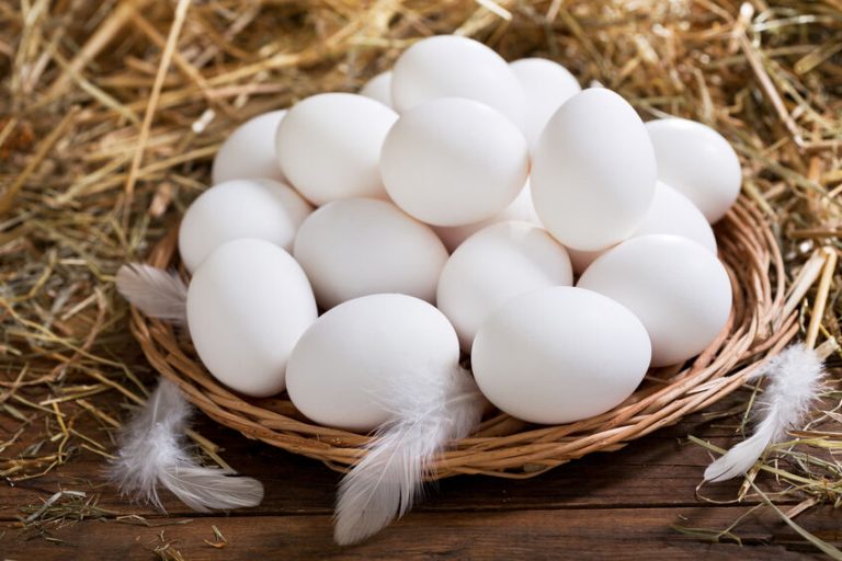 White Leghorn Chickens - Baby Chicks for Sale | Cackle Hatchery®