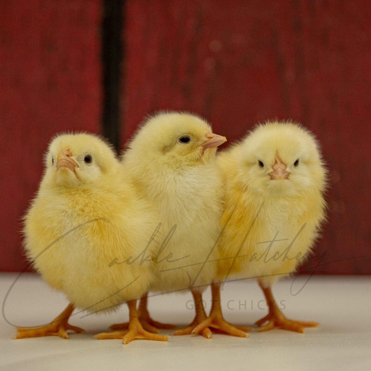 White Leghorn Chickens - Baby Chicks for Sale | Cackle Hatchery®