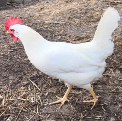 White Leghorn