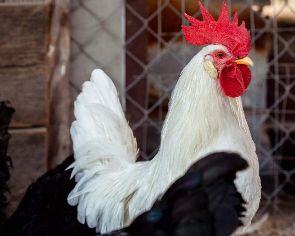 White Leghorn Chickens - Baby Chicks for Sale | Cackle Hatchery®