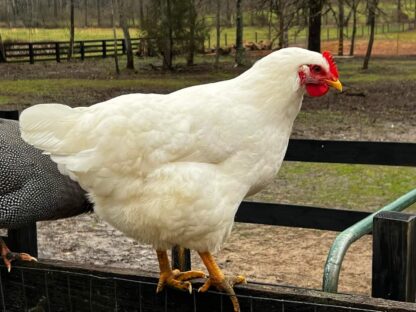 White Plymouth Rock