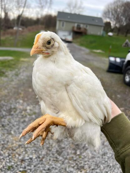 White Plymouth Rock