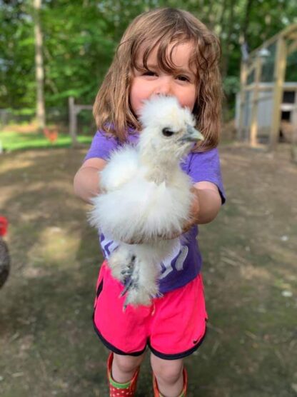 White Silkie