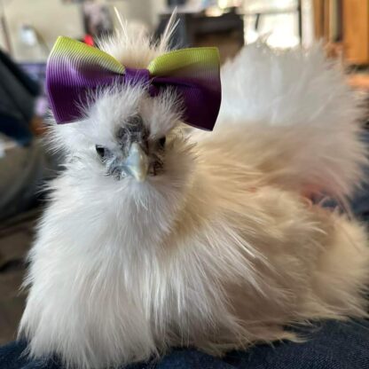 White Silkie