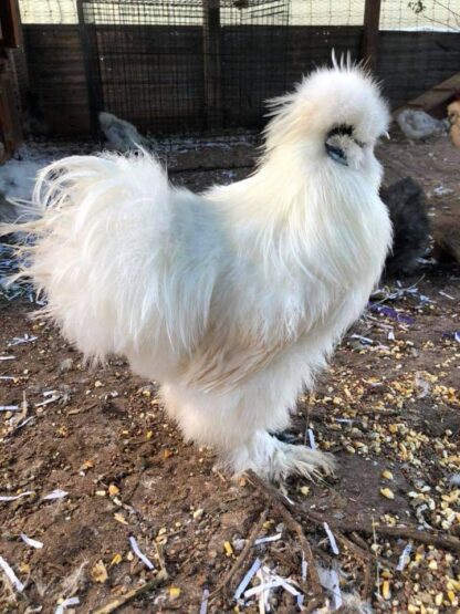 White Silkie