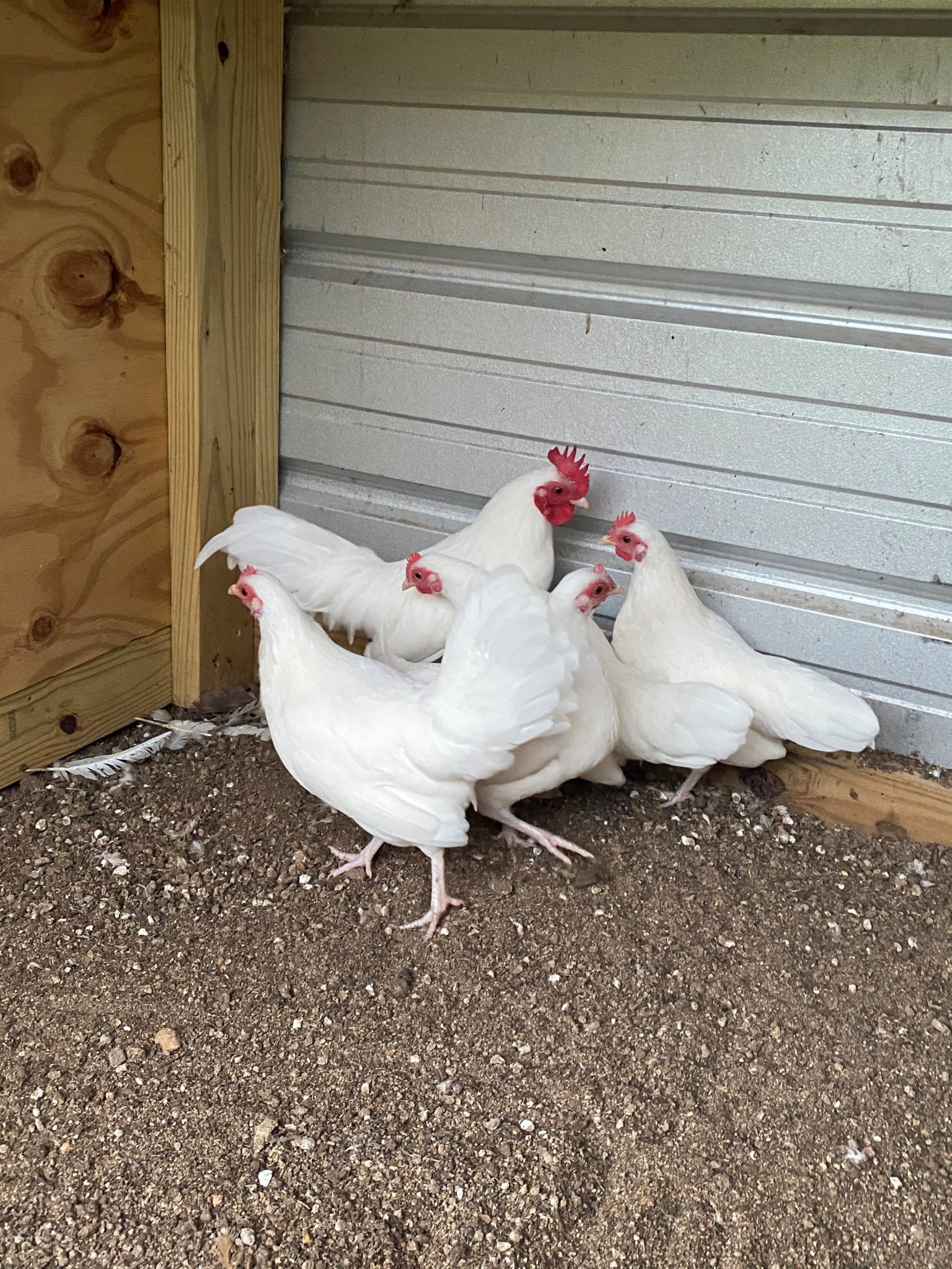 White Old English Bantam Chickens | Cackle Hatchery®